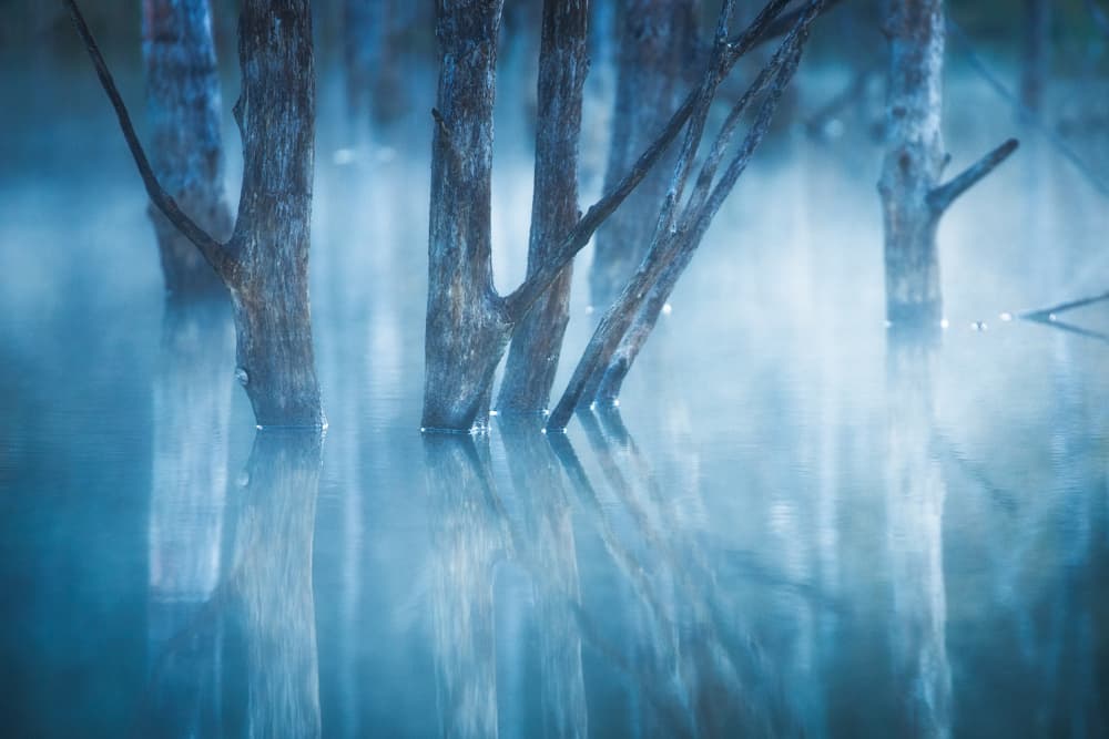Misty Blue Trees by Vlad Paulet — canvas wall art