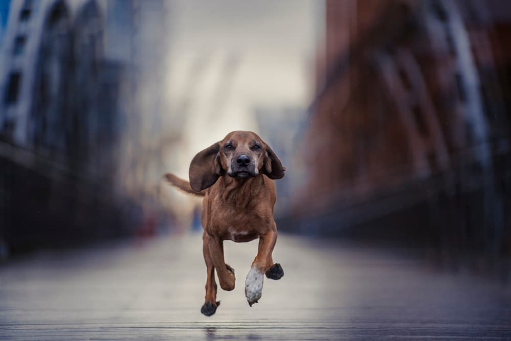 Urban Hound Running by Heike Willers — canvas wall art