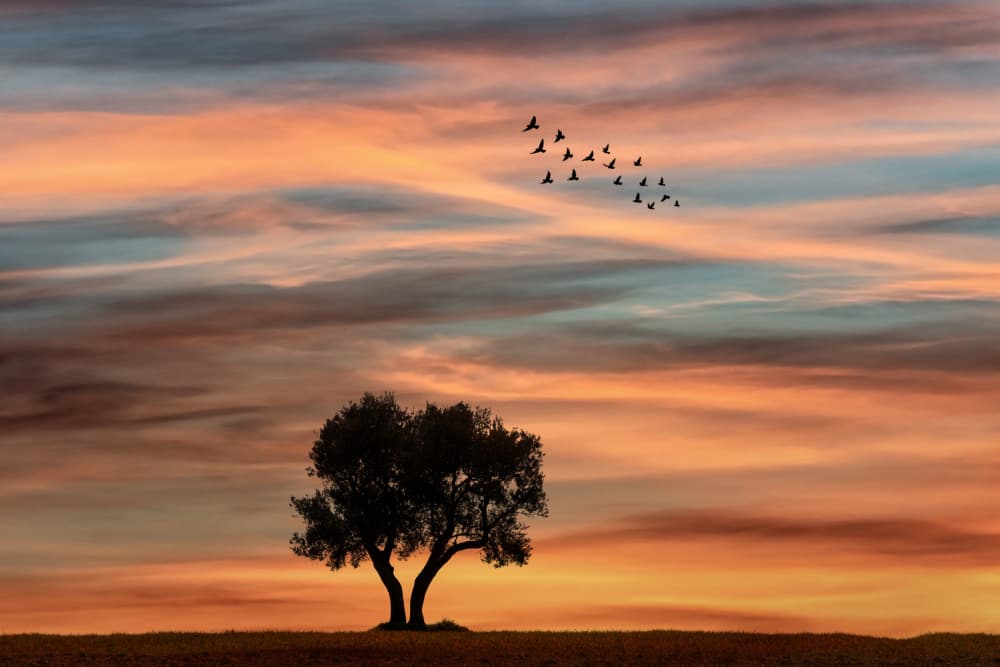 Dramatic Sunset Tree Birds by אייל בר אור • Eyal Bar Or — canvas wall art