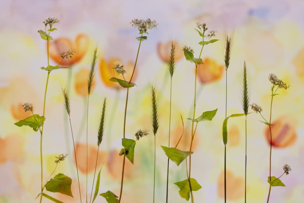 Delicate Field Flowers by brigitte van krimpen — canvas wall art