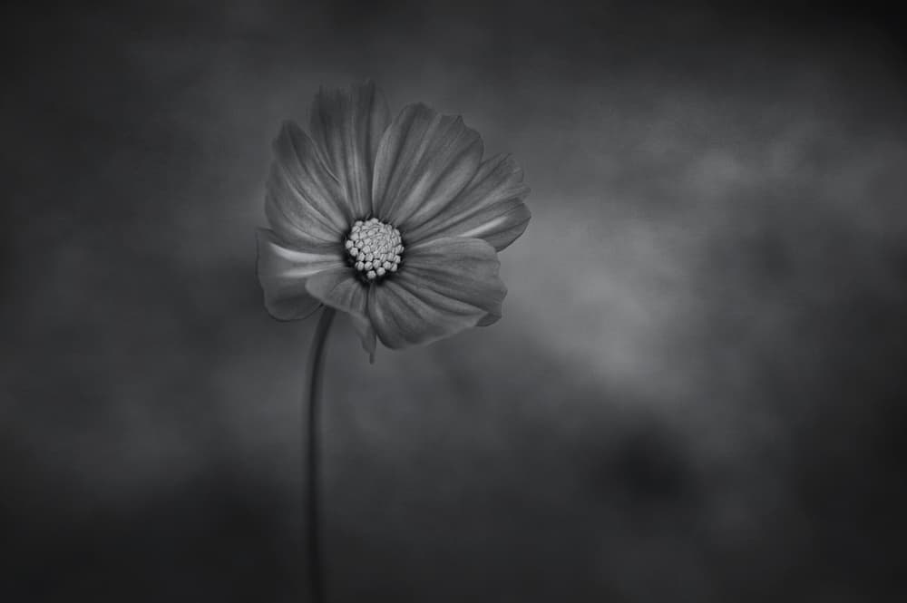 Elegant Solitary Bloom by Lotte Grønkjær — canvas wall art