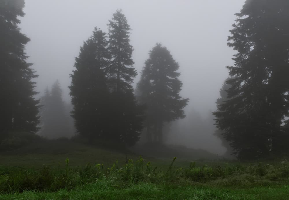 Mysterious Forest Fog by Lynann Colligan — canvas wall art