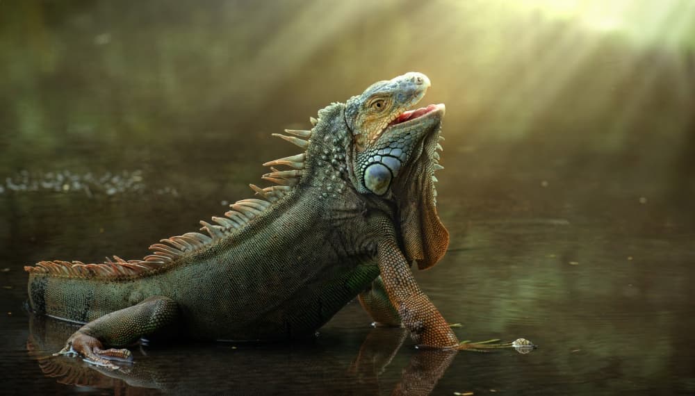 Iguana in Golden Light by Fahmi Bhs — canvas wall art