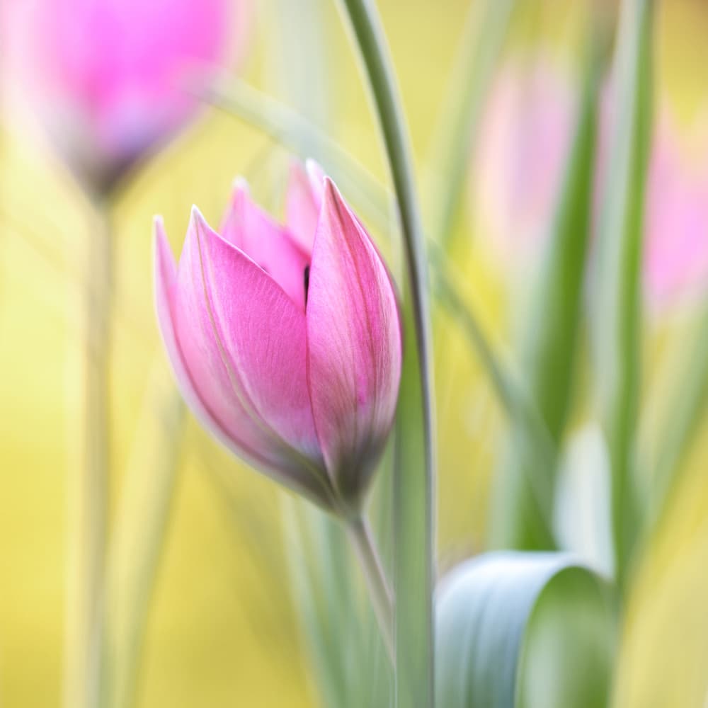 Tulip by Mandy Disher — canvas wall art