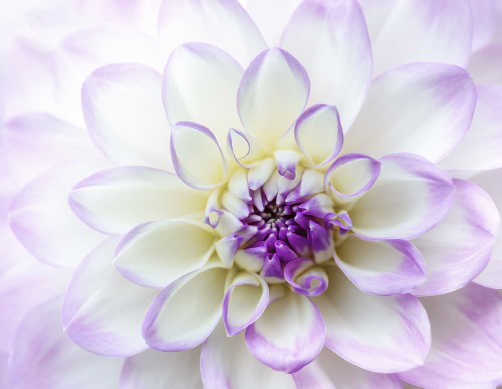 White Purple Dahlia by Anna Cseresnjes — canvas wall art