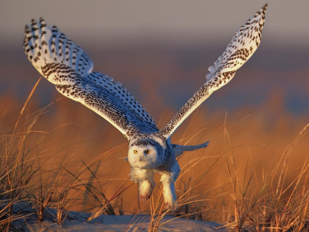 Snowy Owl In Flight by Gavin Lam — canvas wall art