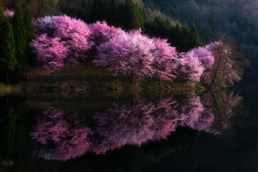 Cherry Blossom Reflections by Syunsuke Narita — canvas wall art