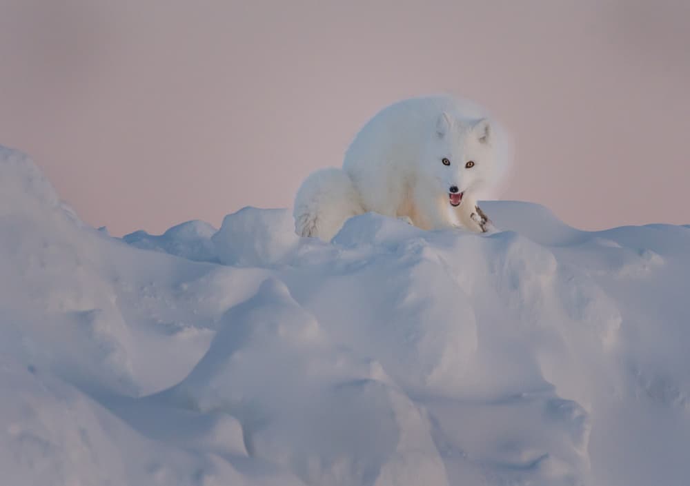 Arctic Fox Winter Horizon by Liwen Tao — canvas wall art