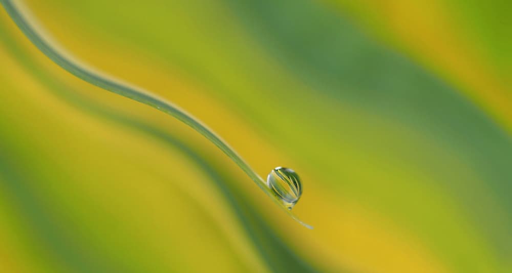 Morning Dewdrop on Grass by Thierry Dufour — canvas wall art