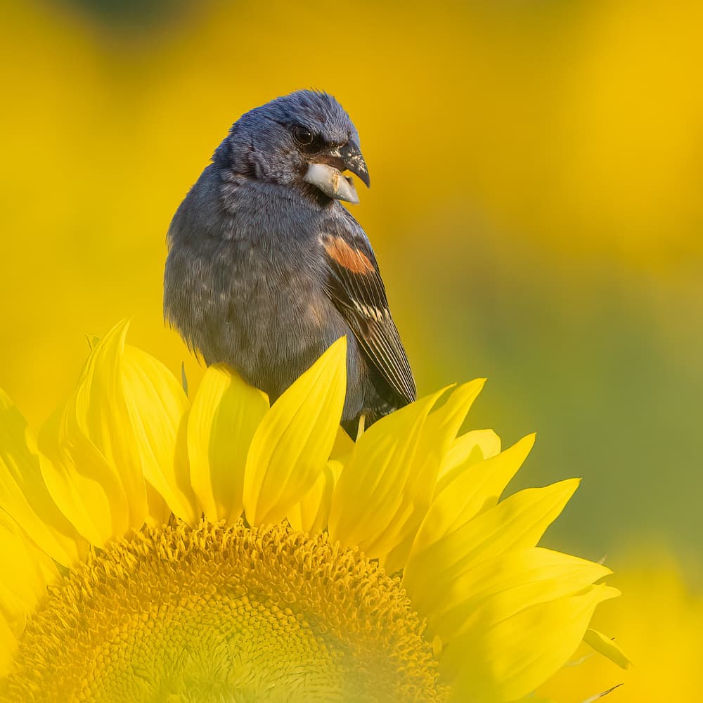 Sunlit Sunflower Bird by Robert Zhang — canvas wall art