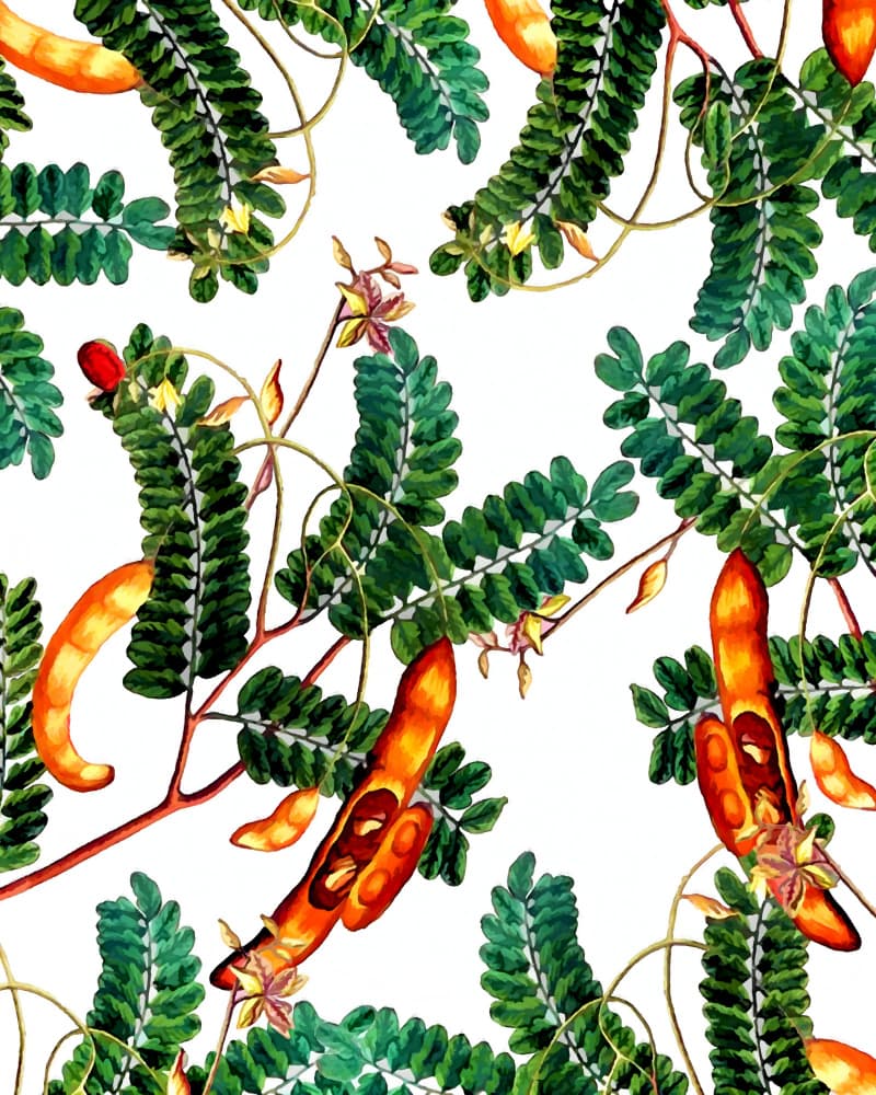 Tamarind Botanical Pattern by Uma Gokhale — canvas wall art