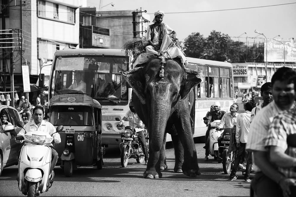 Urban Elephant Journey by John Hoey — canvas wall art