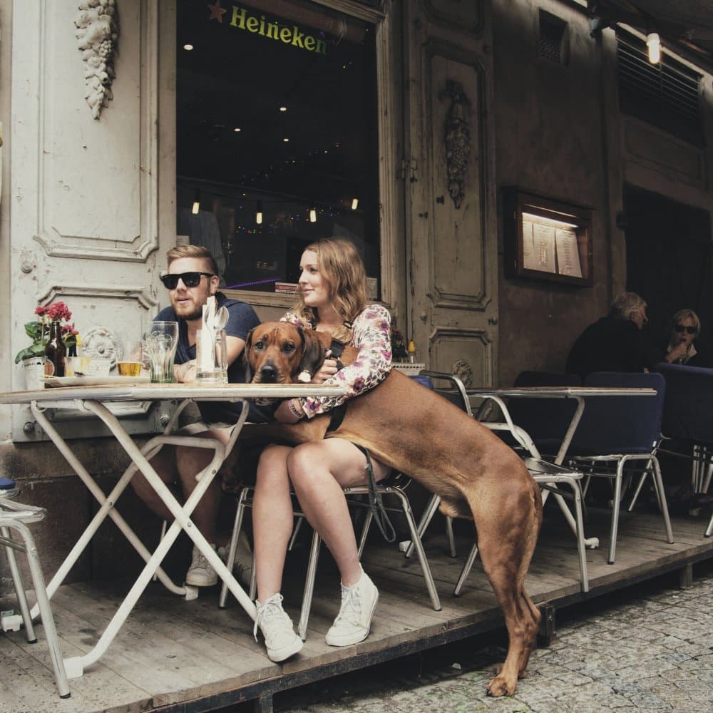 City Cafe Dog Companion by Vito Muolo — canvas wall art