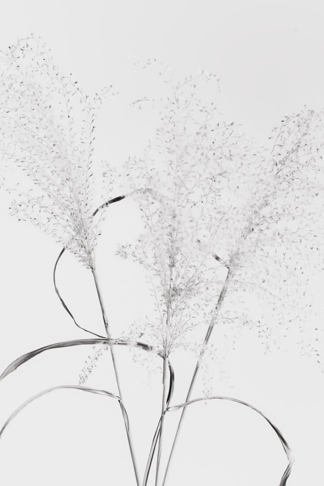 Feathery White Grass by Pictufy Studio III — canvas wall art