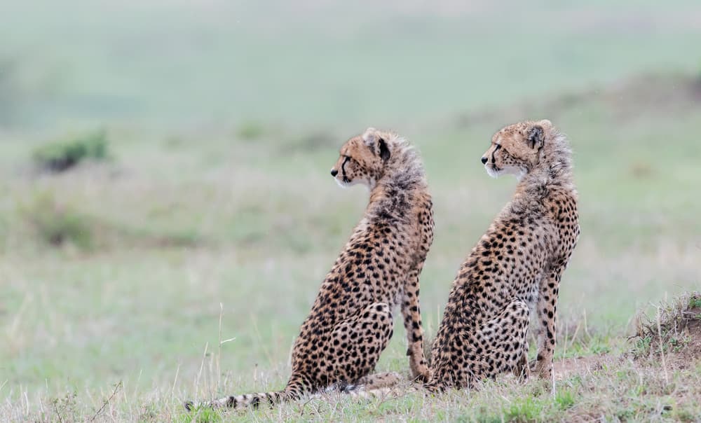 Cheetah Cubs Sitting by Jie Fischer — canvas wall art