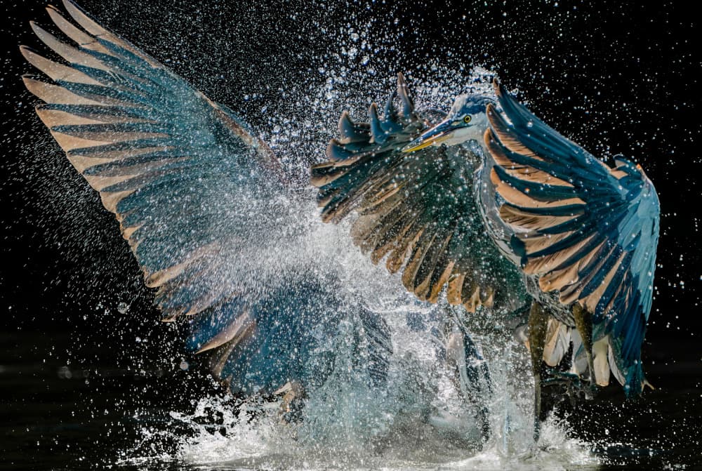 Dynamic Heron Splash by Alex Li — canvas wall art