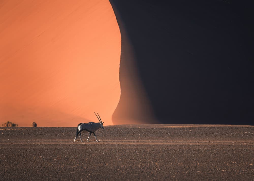 Oryx Desert Dune by Willa Wei — canvas wall art