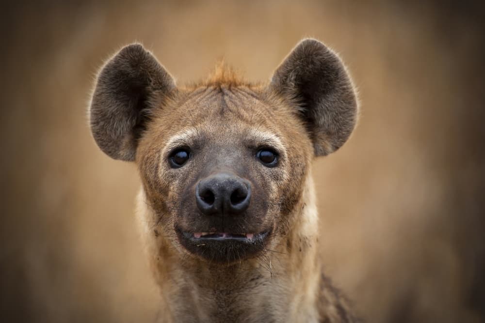Curious Hyena Gaze by Mario Moreno — canvas wall art