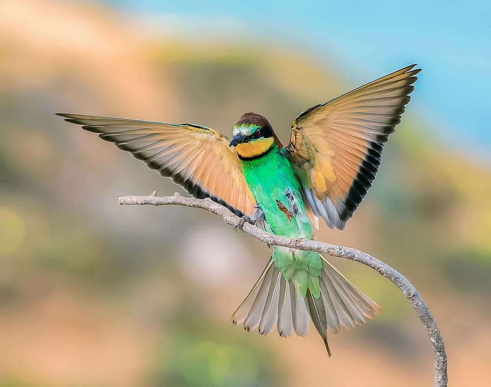 Vibrant Bird Takes Flight by Mallal Moshe — canvas wall art