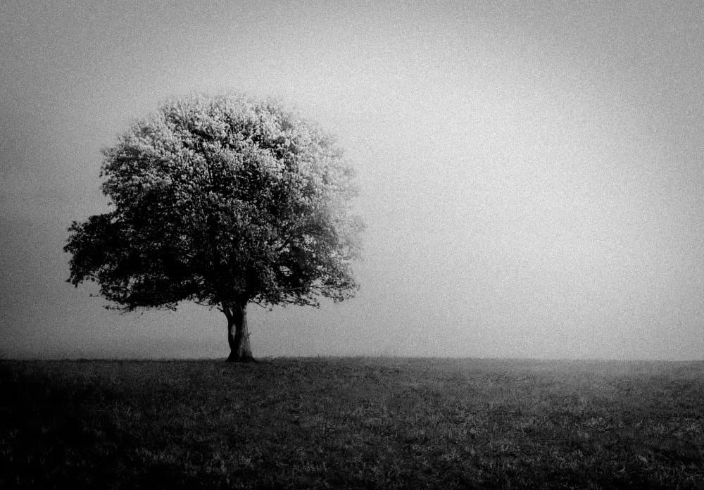 Lone Tree in Mist by Monika Zemojtel — canvas wall art