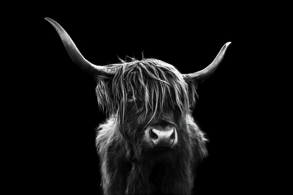 Shaggy Highland Cow by Jie Jin — canvas wall art