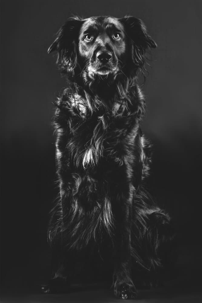 Dog With Soulful Eyes by Alex Ogazzi — canvas wall art