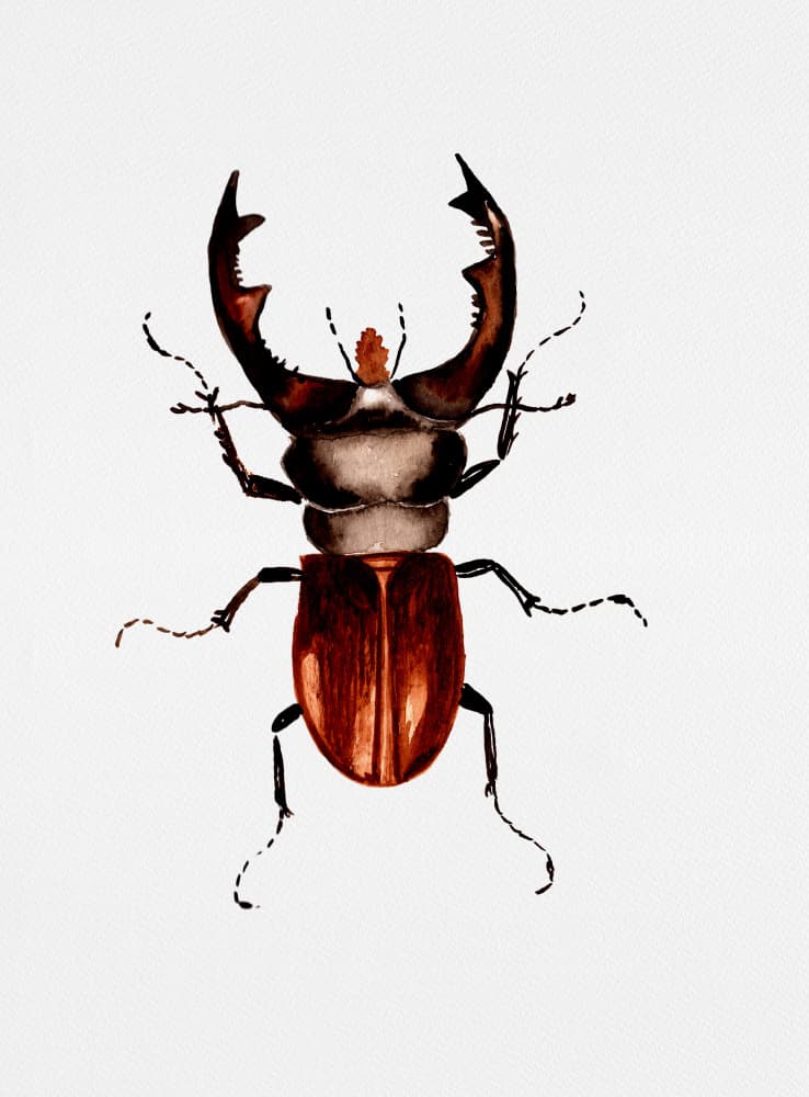 Stag Beetle Illustration by Kata Botanical — canvas wall art