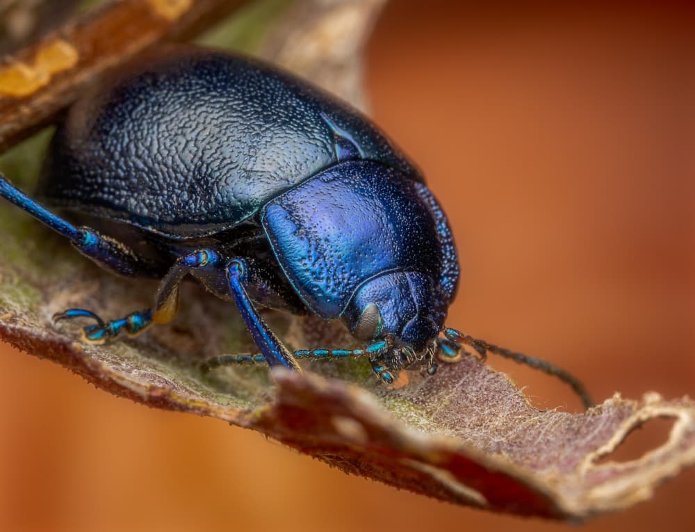 Iridescent Blue Beetle by Eduard Andrica — canvas wall art
