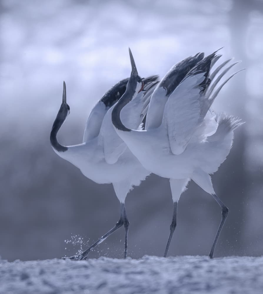 Graceful Crane Dance by Judy Tseng — canvas wall art