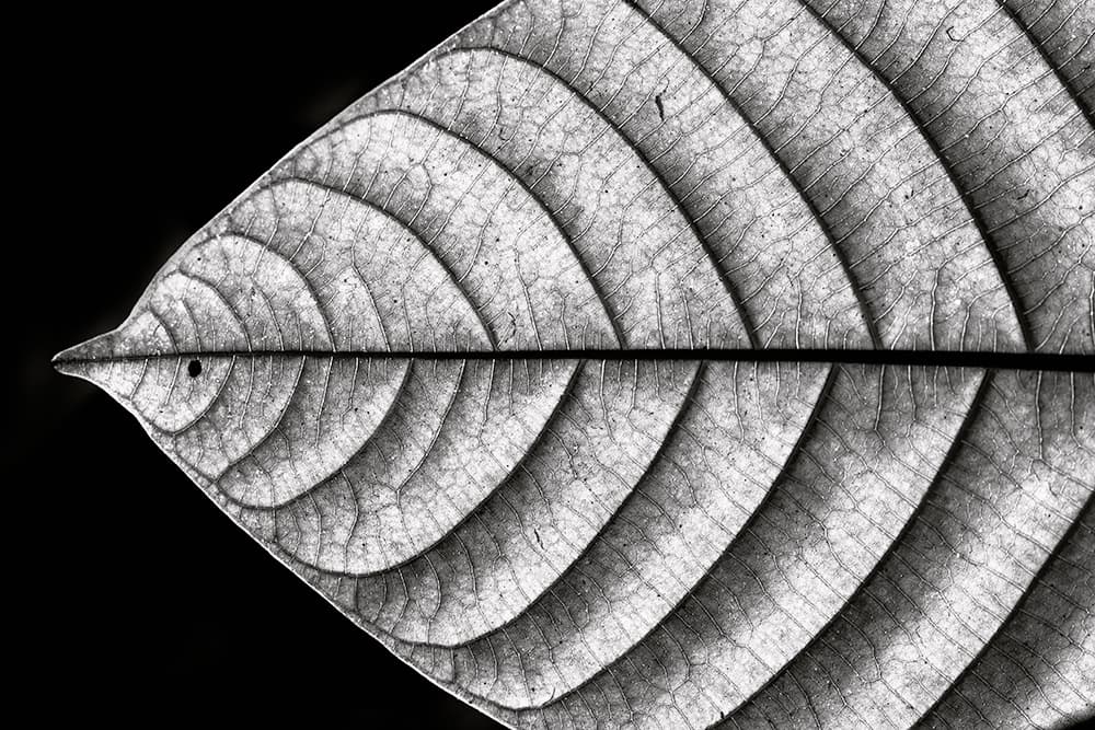 Monochrome Leaf Pattern by Nilesh J. Bhange — canvas wall art