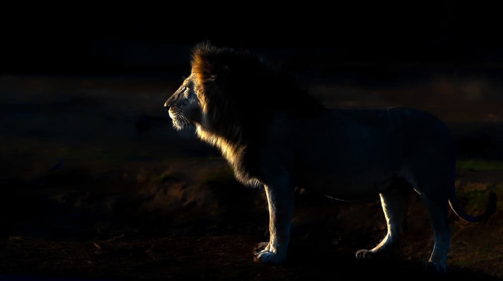 Majestic Golden Lion by Jie Fischer — canvas wall art
