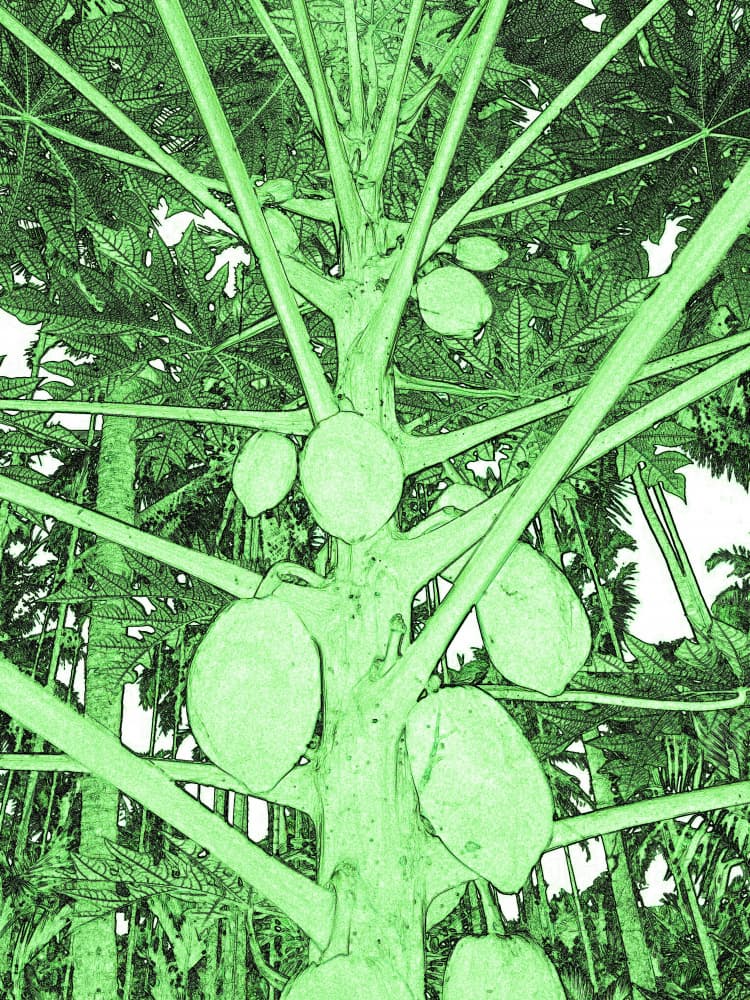 Green Papaya Tree by Santhosh ch — canvas wall art