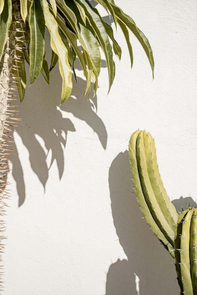 Green Cactus Shadows by Henrike Schenk — canvas wall art