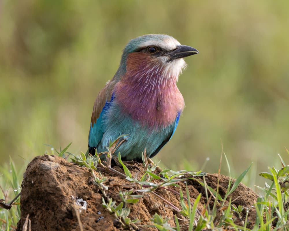 Vibrant Lilac Roller by Hamza Qarooni — canvas wall art