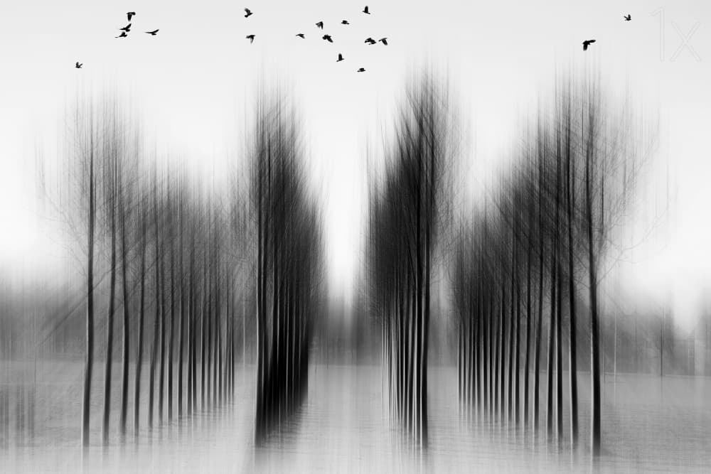 Blurred Forest Path by Roswitha Schleicher-Schwarz — canvas wall art