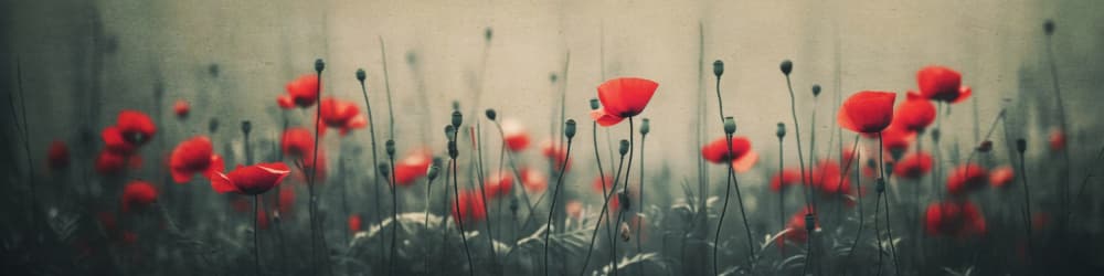 Poppies in the Mist by Treechild — canvas wall art
