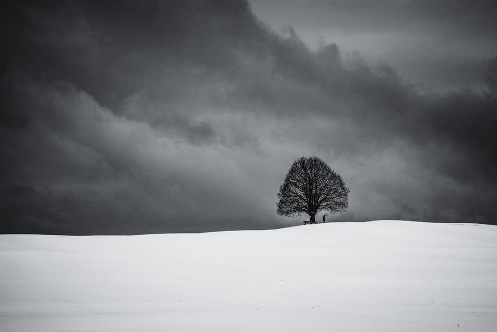 Solitary Winter Tree by Renate Wasinger — canvas wall art