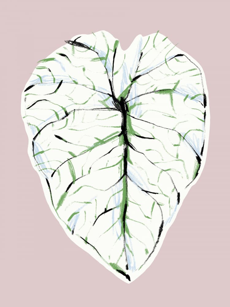 Elegant Veined Leaf by Francesco Gulina — canvas wall art