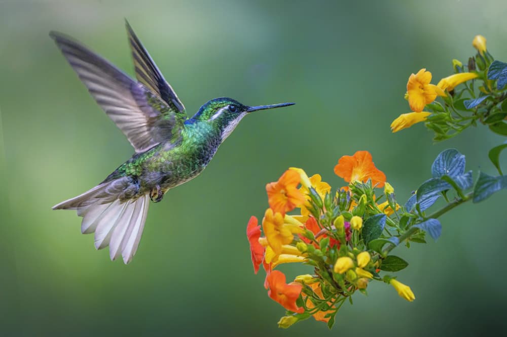 Vibrant Hummingbird Flight by Qing Zhao — canvas wall art