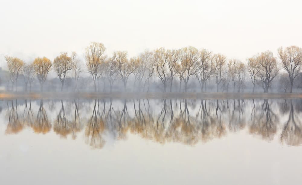 Misty Tree Reflection by Yuzheng Ren — canvas wall art