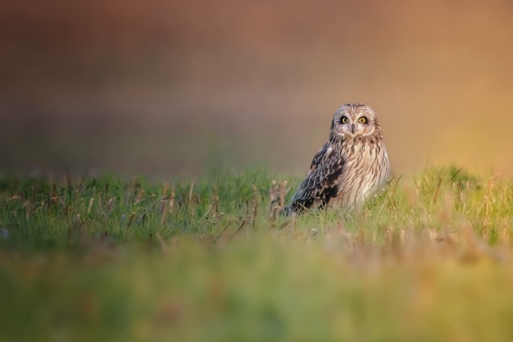 Golden Hour Owl by Jacob (Jian) Xu — canvas wall art