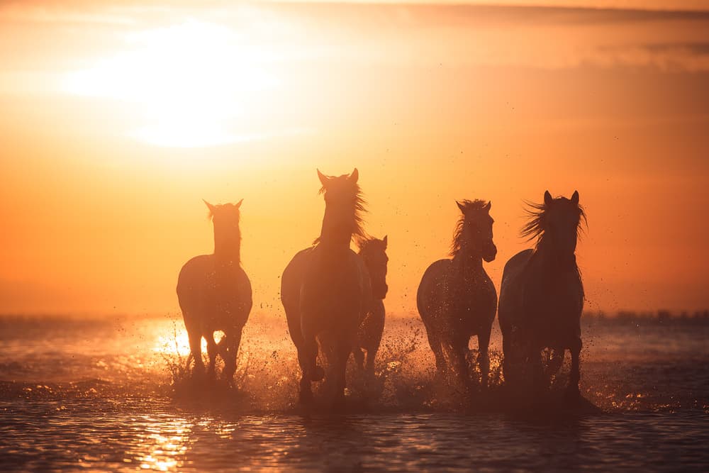 Wild Horses Sunset Run by Rostovskiy Anton — canvas wall art