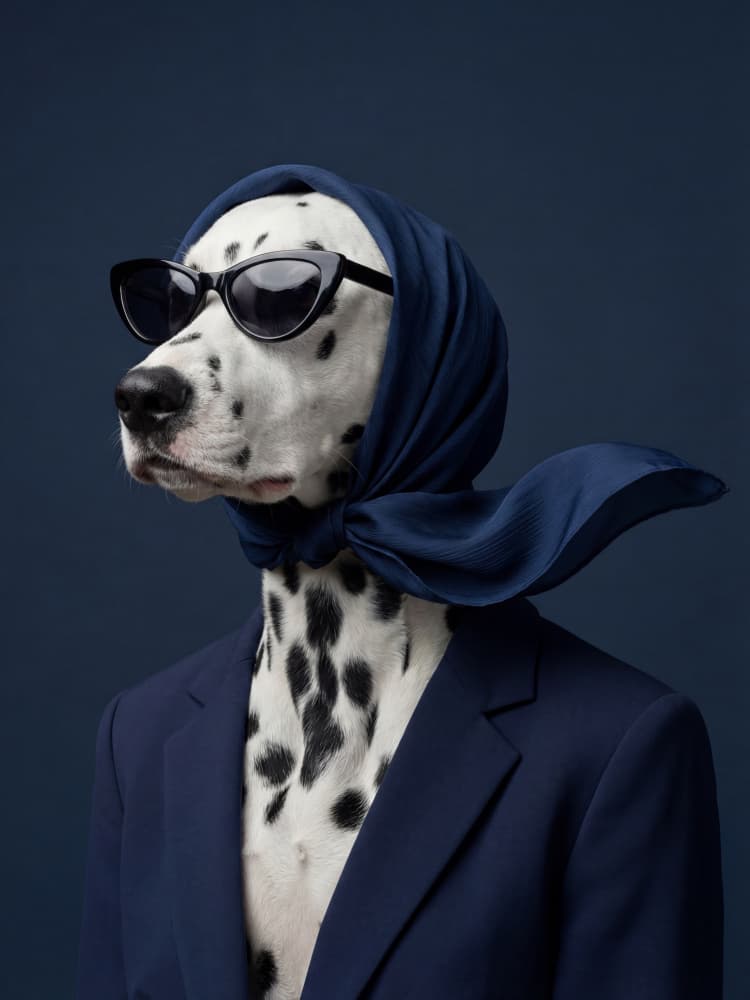 Sophisticated Dog Fashion by Andreas Magnusson — canvas wall art