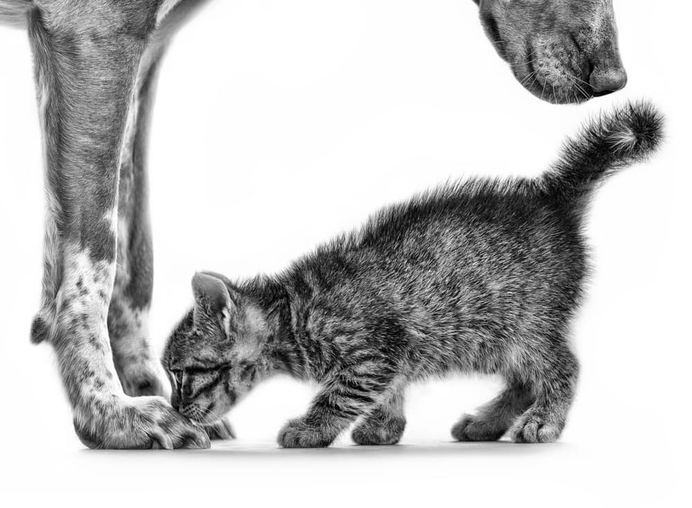 Gentle Dog Kitten by Monte Pi (10catsplus) — canvas wall art