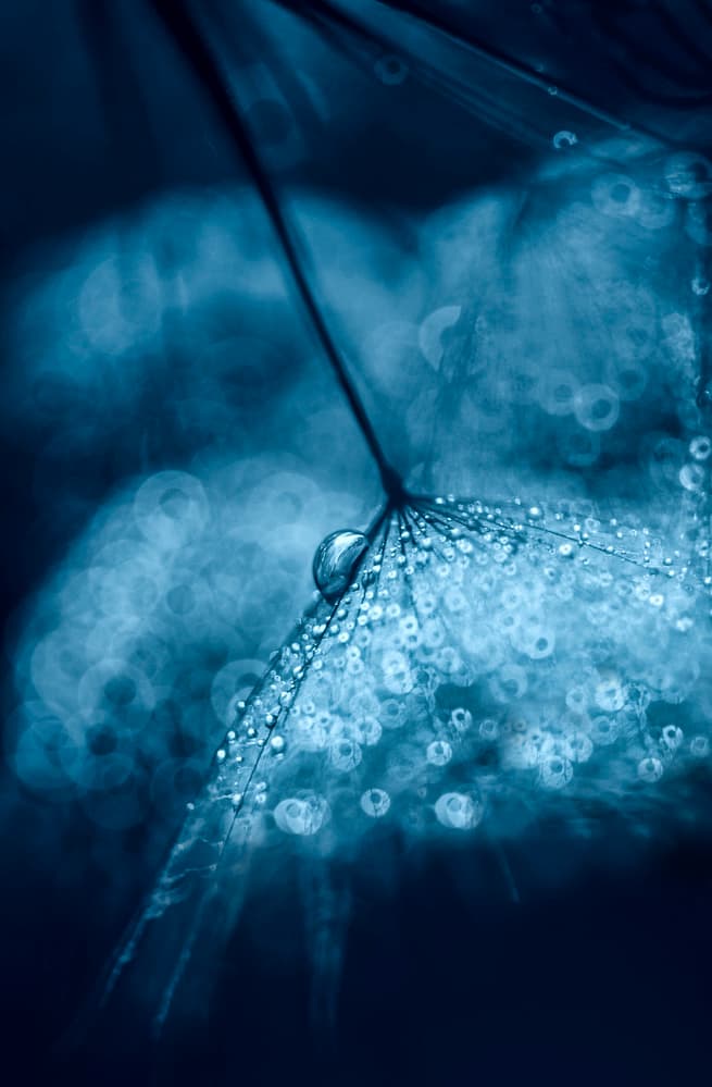 Blue Dandelion Dew Drops by Ivelina Blagoeva — canvas wall art
