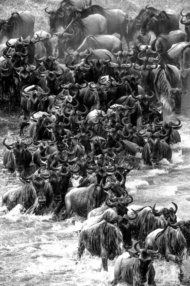 Wildebeest River Crossing by Mohammed Alnaser — canvas wall art