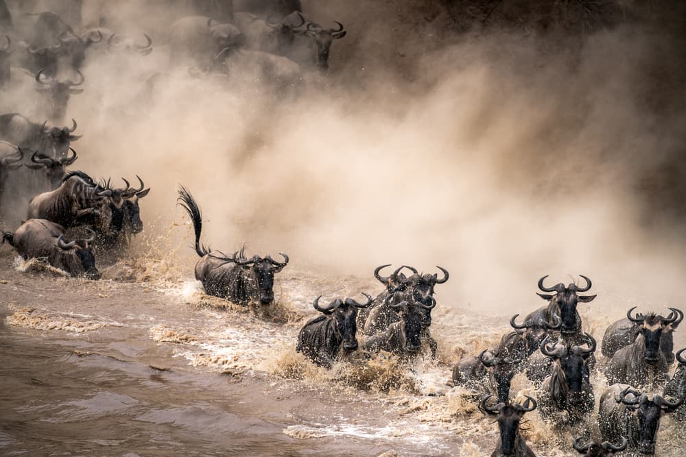 Great Migration River Crossing by Henrike Scheid — canvas wall art