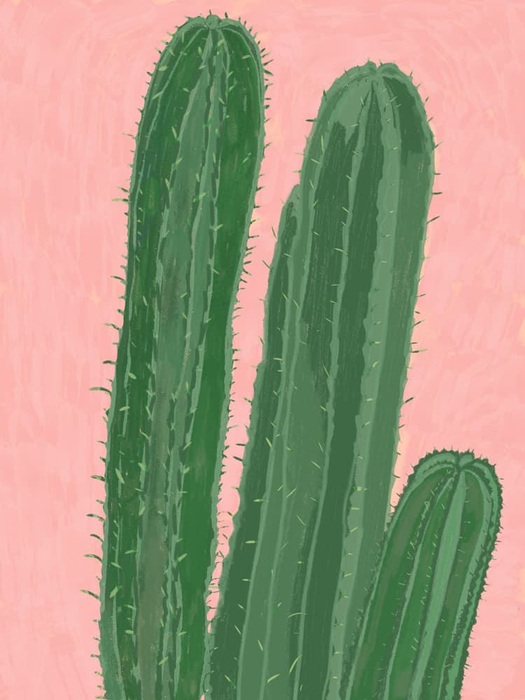 Desert Cacti Pink by Aliya Putrus — canvas wall art