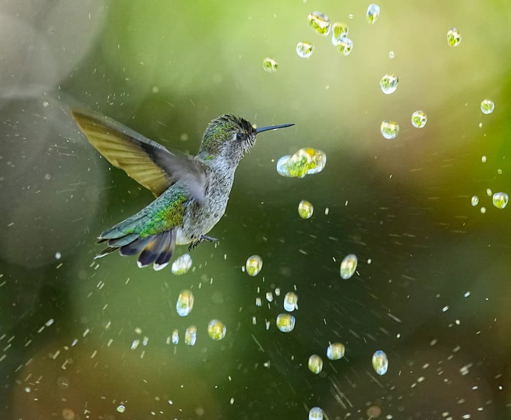 Hummingbird Water Dance by Xiaojian Huang — canvas wall art