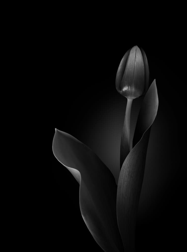 Monochrome Tulip Grace by Greetje van Son — canvas wall art